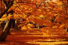 紅葉8
