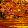 紅葉8