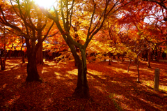 紅葉9