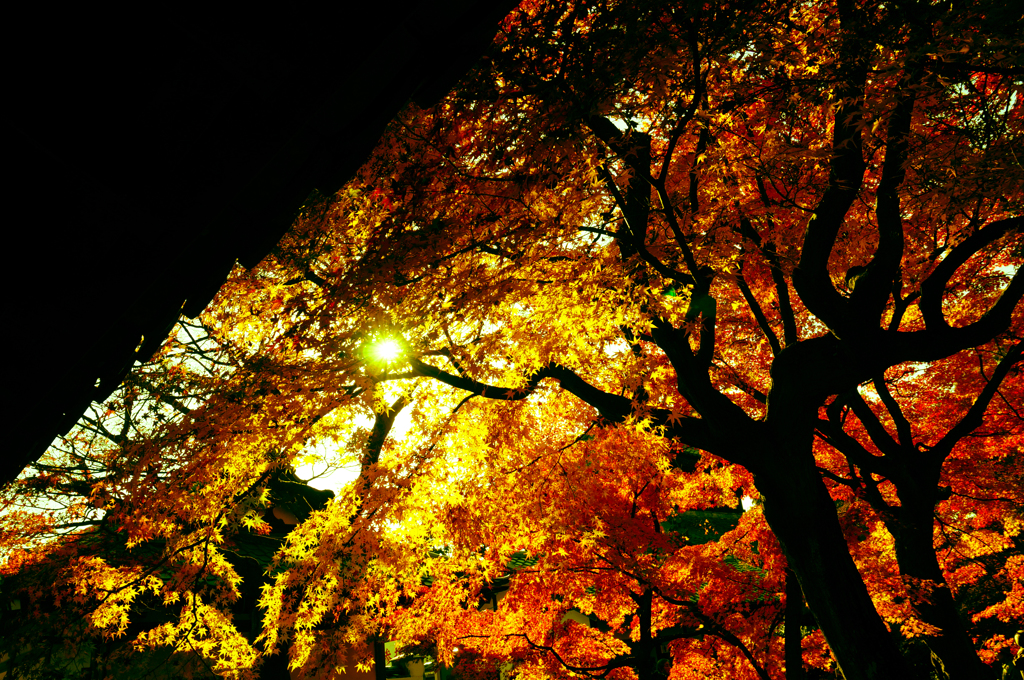 紅葉7