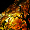 紅葉7