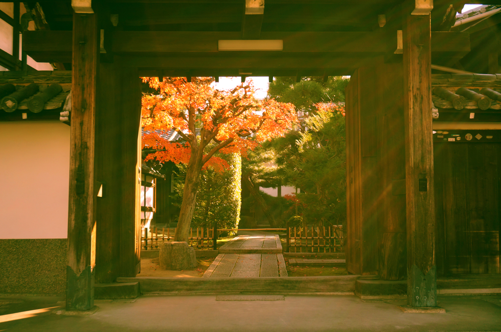紅葉4