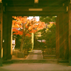 紅葉4