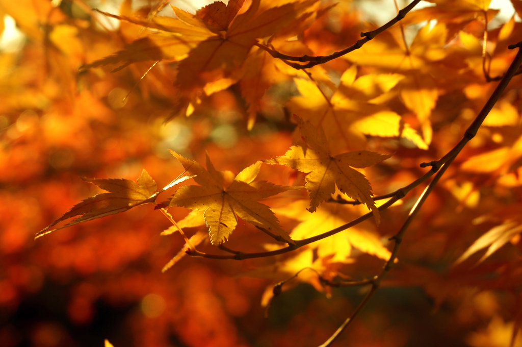 紅葉13