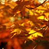 紅葉13