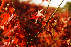 紅葉10