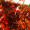 紅葉10
