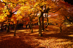 紅葉6