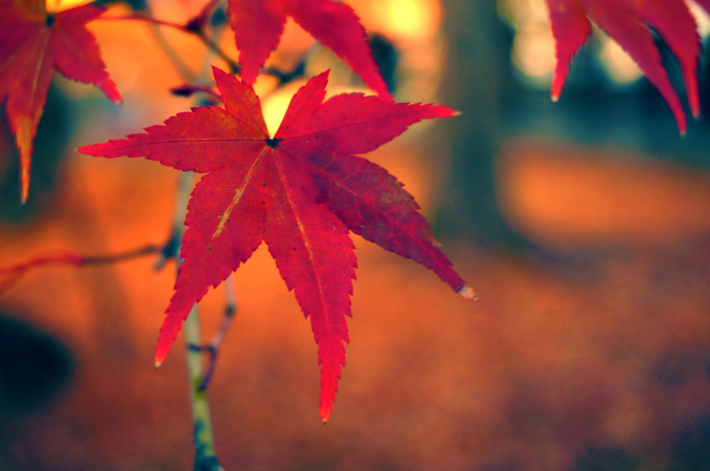 紅葉20