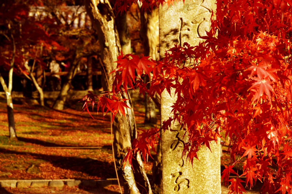 紅葉12