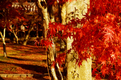 紅葉12