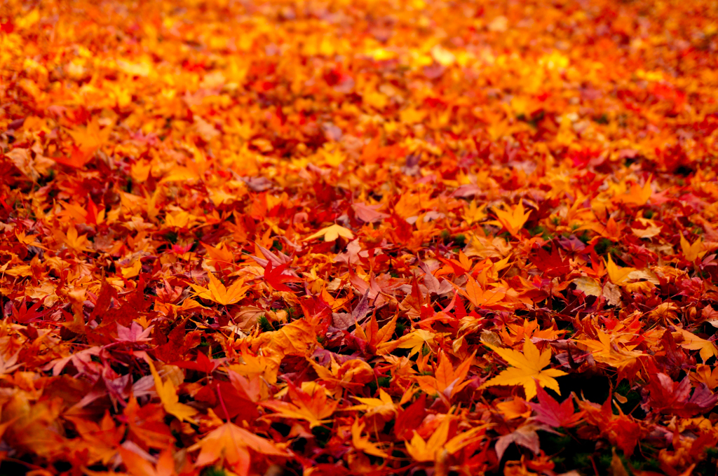 紅葉15
