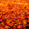 紅葉15