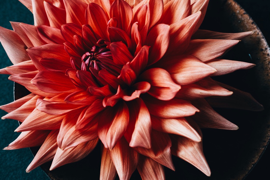 Dahlia. 
