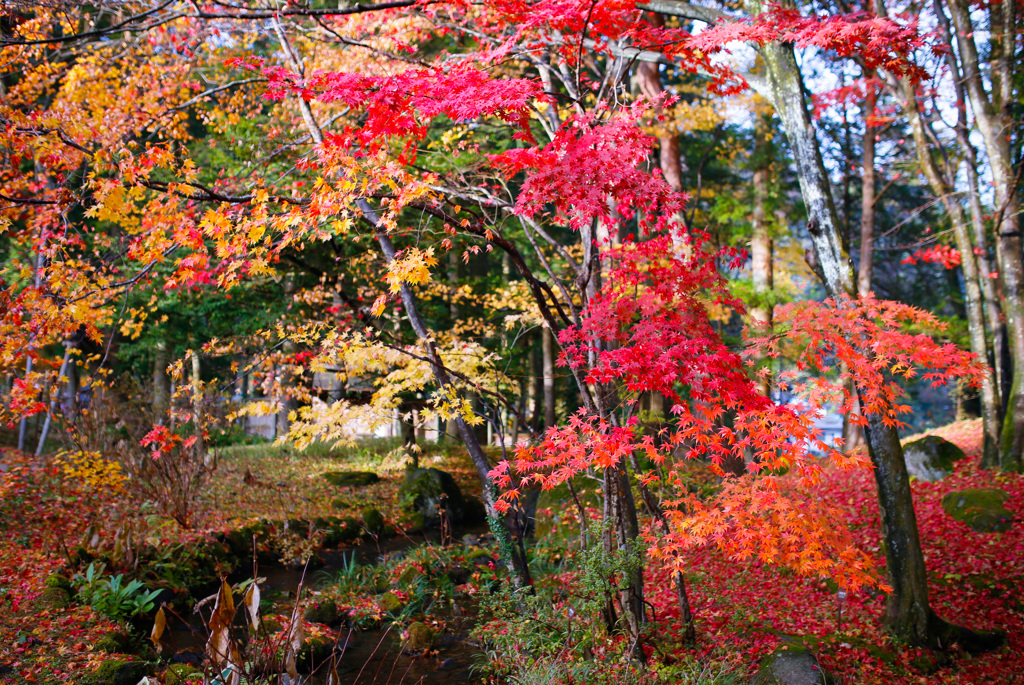 日光の紅葉