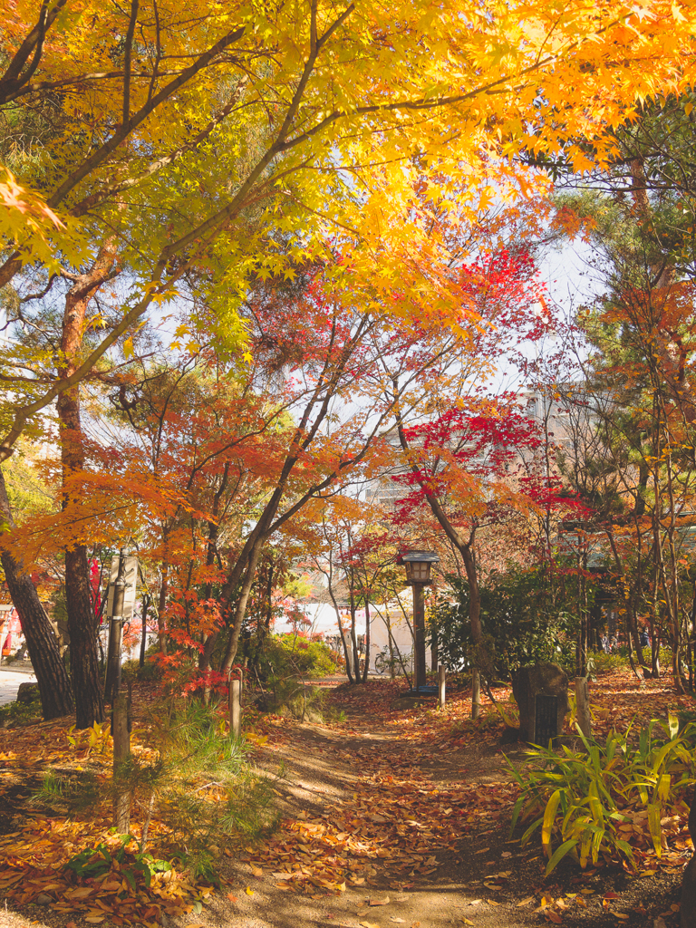 A_Colorful_Path