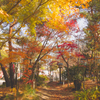 A_Colorful_Path