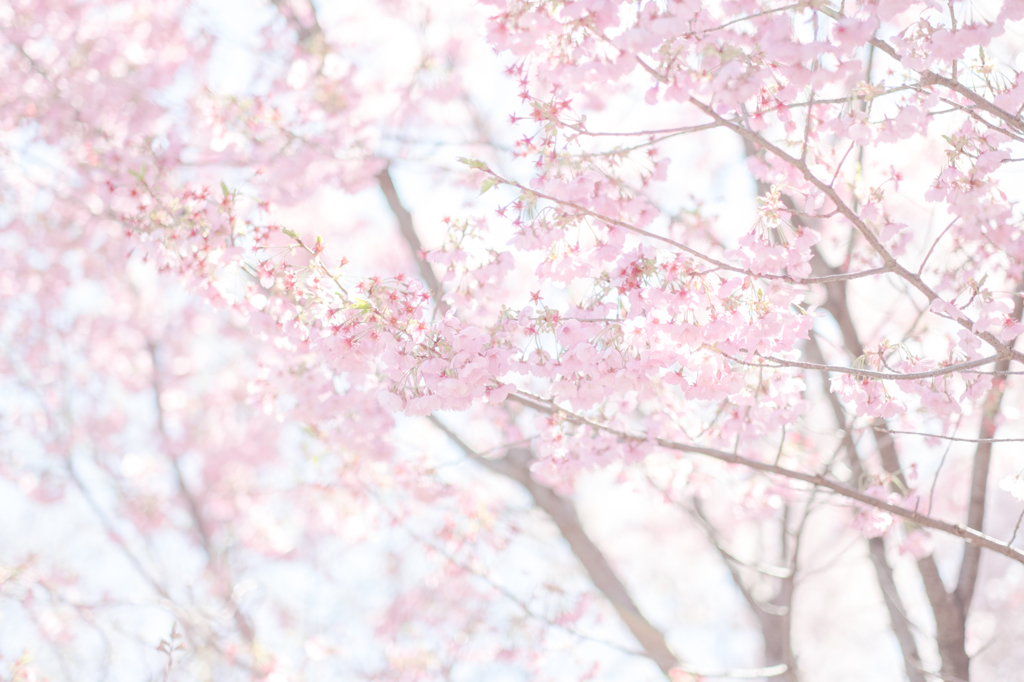 春の光