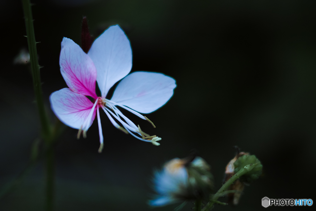 花の名 教えて...