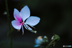 花の名 教えて...