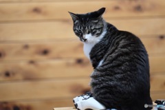 f1.2 初撮り