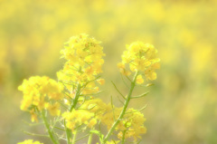 春の花　～元気の黄