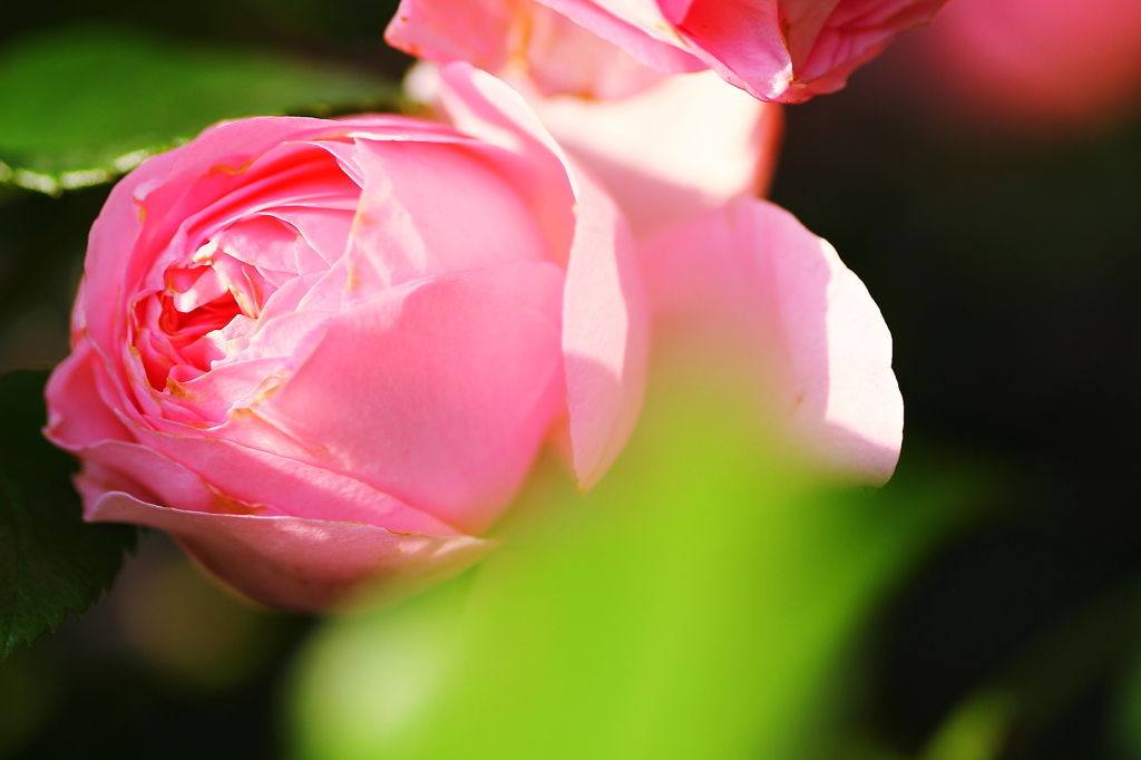 春の花　～薔薇