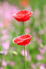 春の花　～ポピー