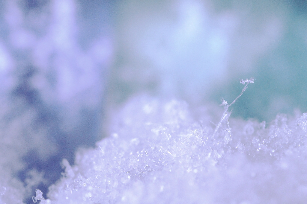 雪に咲く華