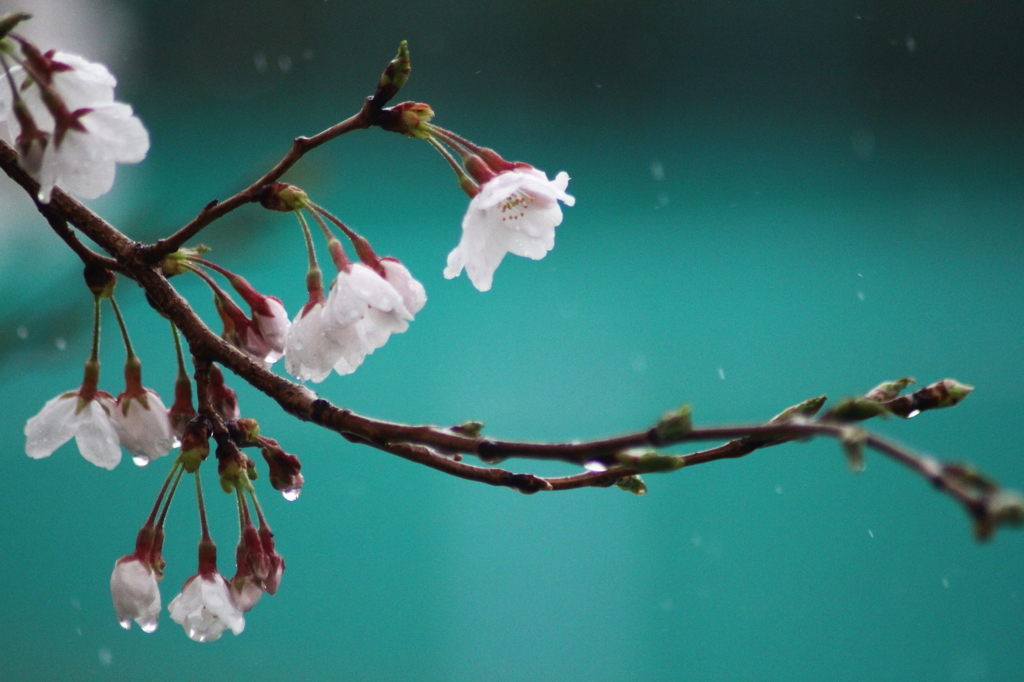 桜時雨～蒼