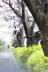 桜時雨～並木道