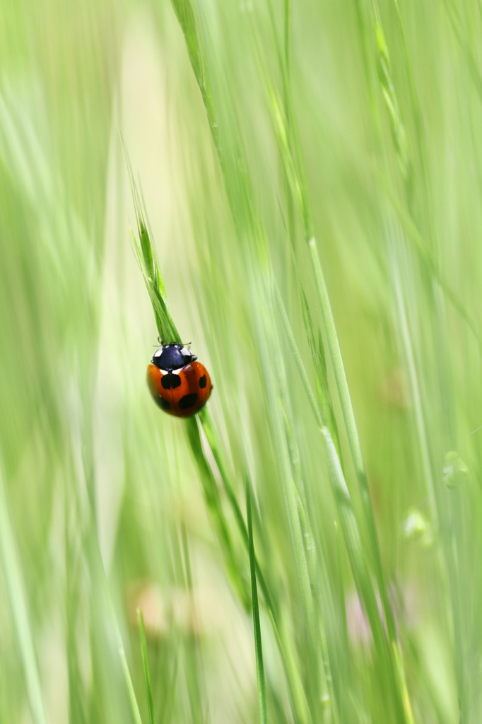 Ladybug