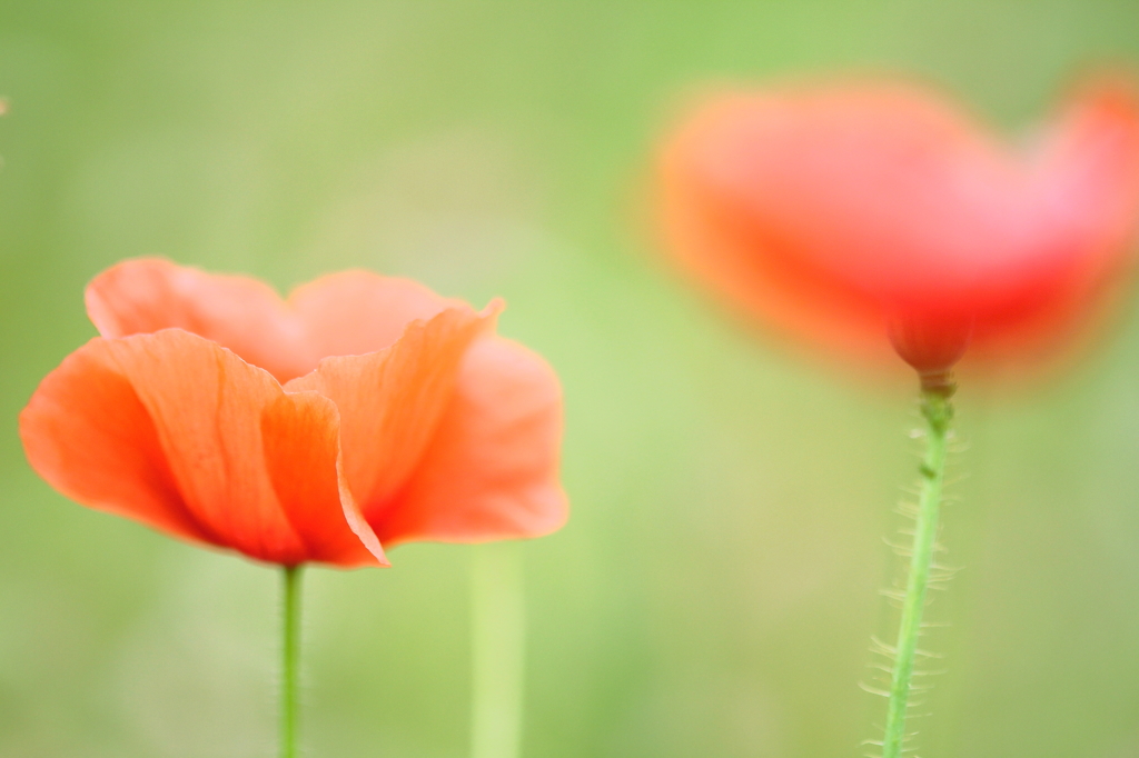 春の花　～ポピー