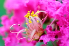 夏の花　～サルスベリ
