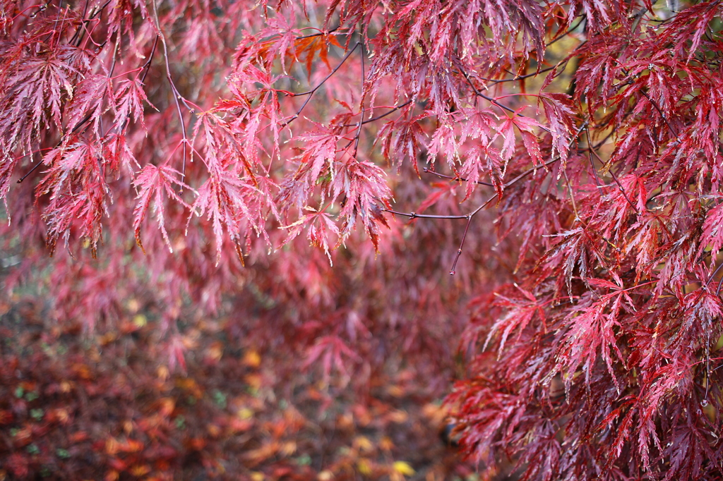 枝垂れ紅葉