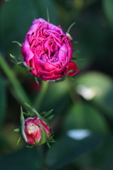 春の花　～薔薇