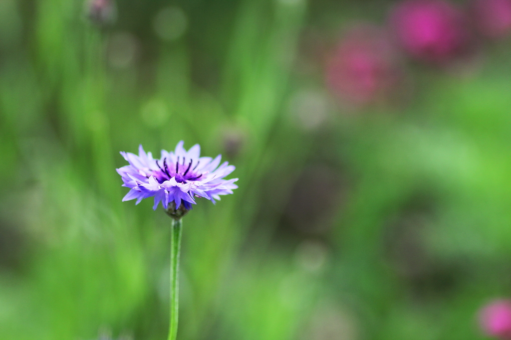 ６月の花　～ヤグルマギク