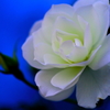 蒼い刻と白い花