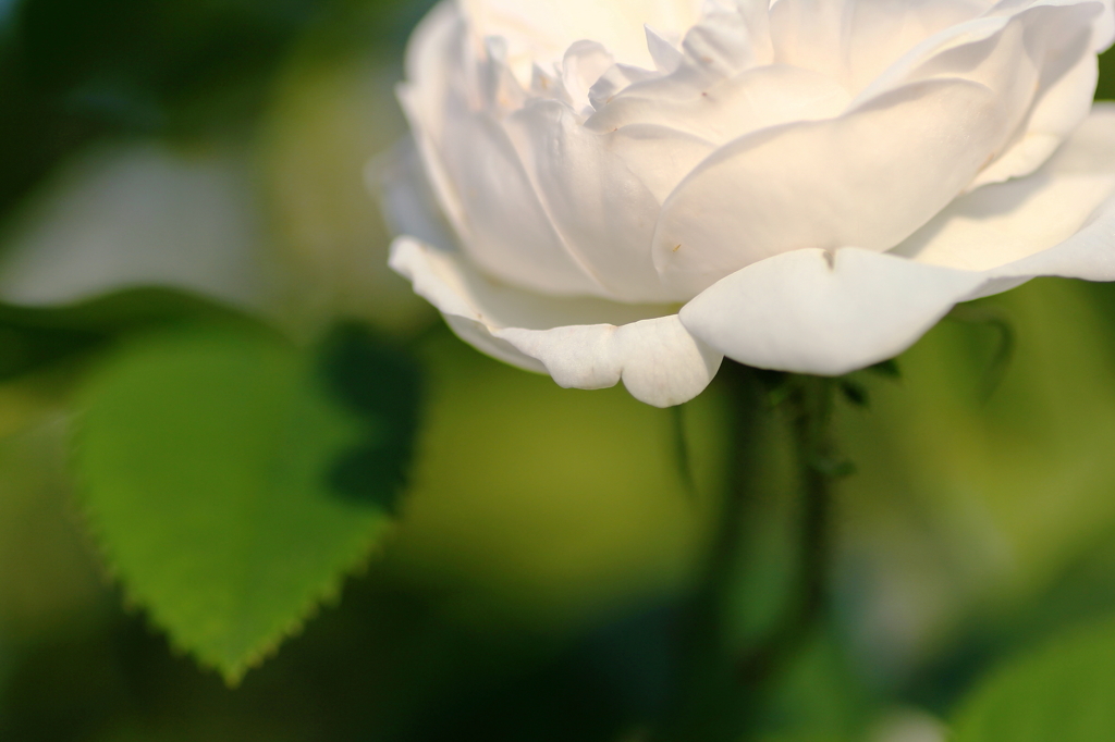 春の花　～薔薇