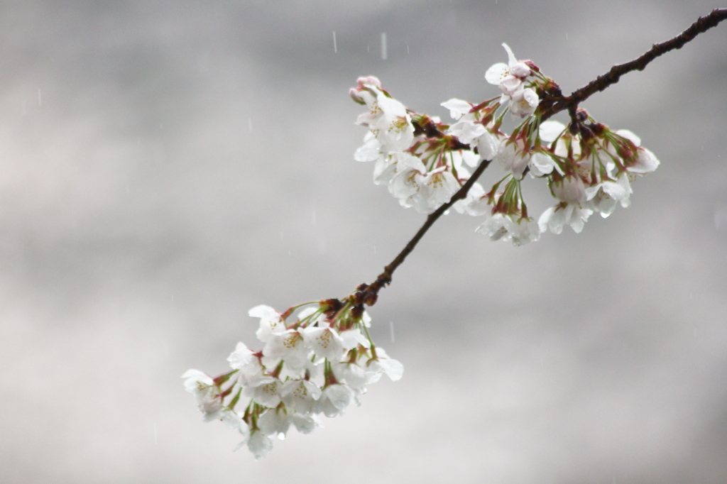 桜時雨～しぐれ模様