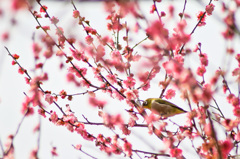春咲鳥