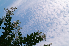 うろこ雲とサルスベリ