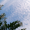 うろこ雲とサルスベリ