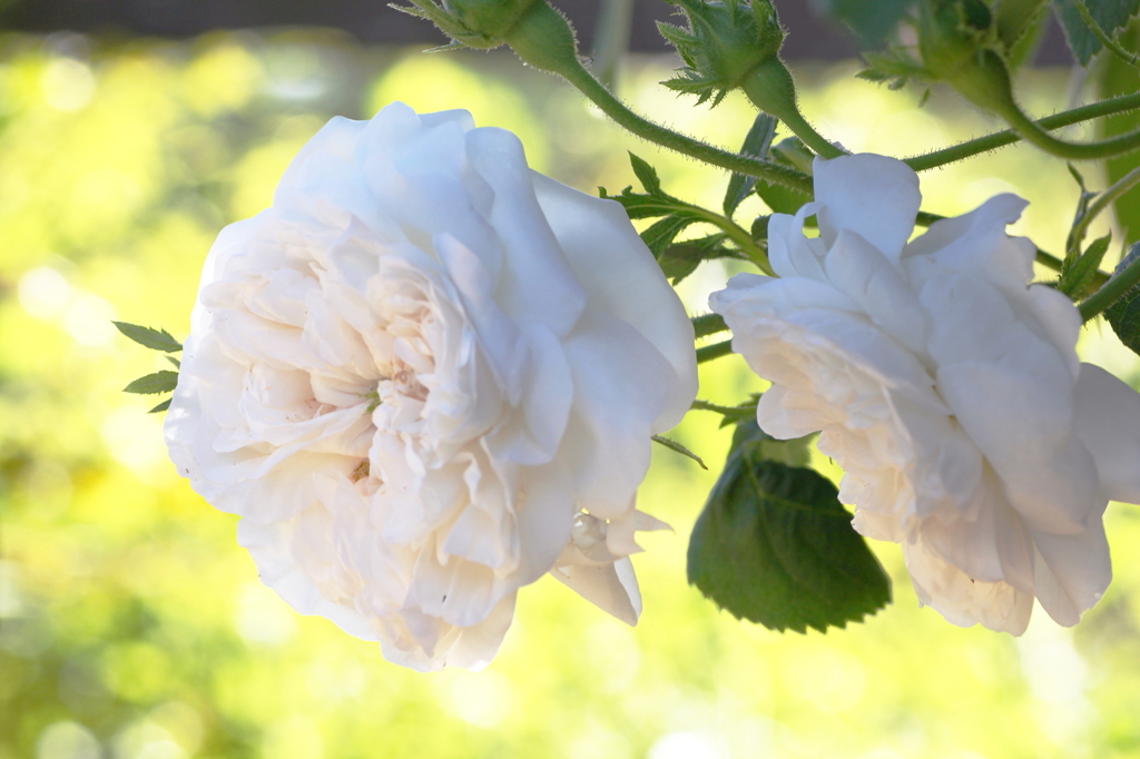 春の花　～薔薇