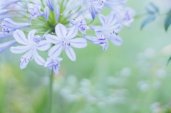 夏の花　～アガパンサス