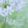 夏の花　～アガパンサス