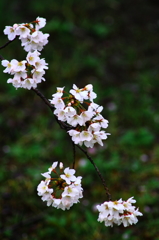 桜時雨～毬