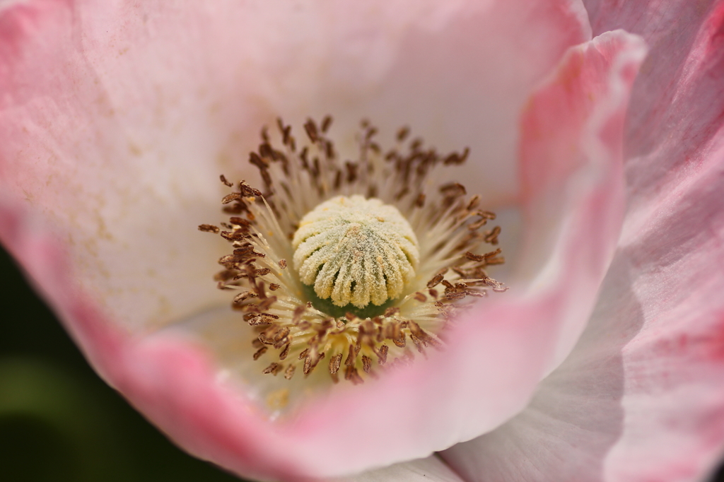 春の花　ポピー