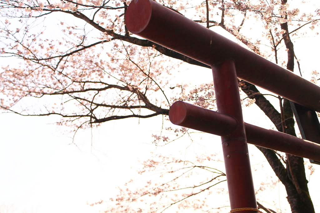 桜の神社