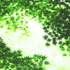 翠の雨